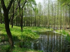 -昆山城市生态森林公园