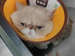 -瑞派动物医院·绝育·犬猫全科·预防医学(光景江南中店)