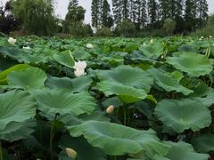 -荷塘月色湿地公园·向阳花洲