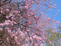 -洋湖国家湿地公园