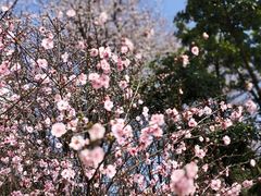 -铁山坪森林公园
