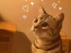 -美联众合宠物医院·爱萌分院·内外科·猫科中心