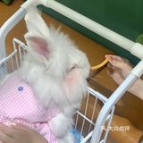 合肥探店｜安哥拉巨兔体验馆