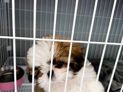 -翊宠yipet猫狗购宠庄园犬舍•猫舍