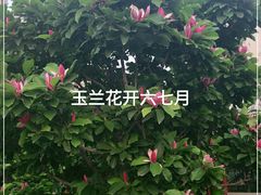 -丰台花园