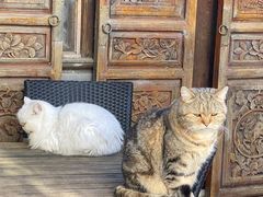 -喵屿·大理花园猫咖