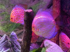 -上海海洋水族馆