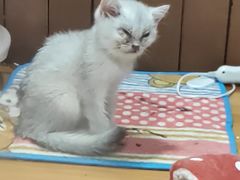 -龟与熊猫宠物公园(南坪店)