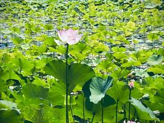 -莲花池公园