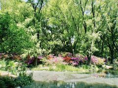 -上海共青森林公园