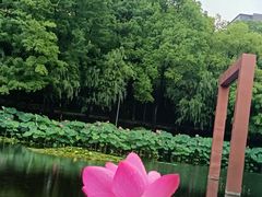 -陈家山荷花公园