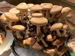 现采松香菇-火鳳祥美蛙牛肉自助(青悦城店)