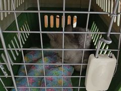 -艾贝尔宠物医院·24H转诊中心·肿瘤猫专科(江宁双龙店)