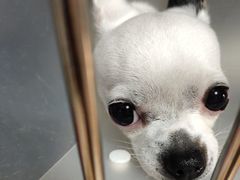 -西安京西宠物医院·瘫痪·疑难杂症