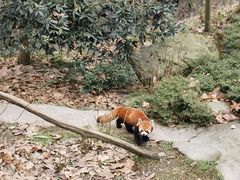 -都江堰中华大熊猫苑