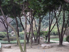 -神仙树公园