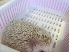-藦茜花园宠物主题亲子互动体验馆(国顺东路店)