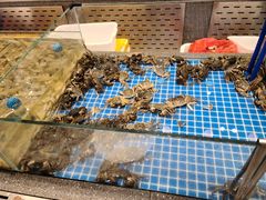 水产区-半岛听涛蒸汽海鲜自助(K11店)
