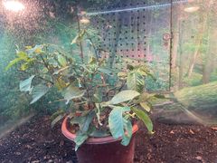 -上海大自然野生昆虫馆