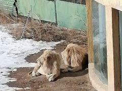 -新疆天山野生动物园