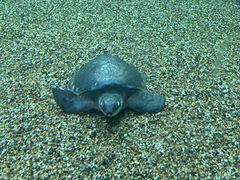 -上海海洋水族馆