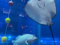 -成都浩海立方海洋公园