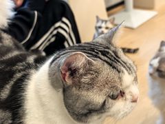 -有喵·猫咖·狗咖·30几只猫10只小狗(岗厦店)