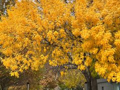 -北京国家会计学院