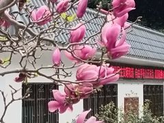 -广州市帽峰山景区