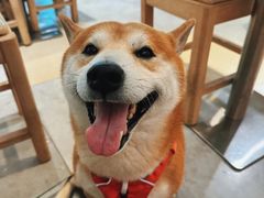 -鲜芋仙(观音桥大融城LG店)