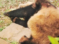 -中国大熊猫保护研究中心雅安碧峰峡基地