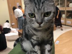-猫和宫(六道口店)