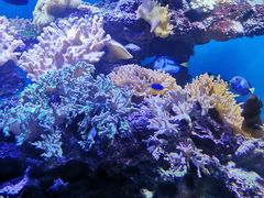 -上海海昌海洋公园