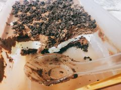 -窑滚面包专门店(马鞍山金鹰店)