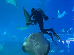 -烟台海昌鲸鲨海洋公园