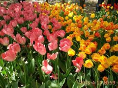 -洛阳郁金香牡丹园