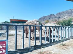 -新疆天山野生动物园