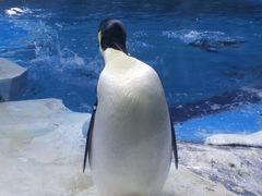 -上海海昌海洋公园