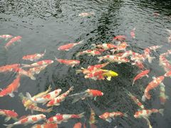 android_upload_pic-湖鲜楼