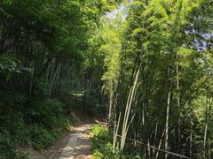 -西湖风景区十里琅珰-五云山