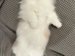 -欣宠猫屋·矮脚拿破仑·蓝金金渐层