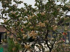 -罗浮山·罗园农庄