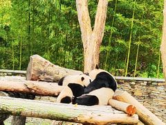 -卧龙中华大熊猫苑神树坪基地