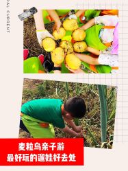 -麦粒鸟亲子游