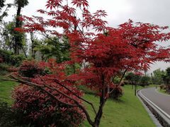 -枫香湖儿童公园