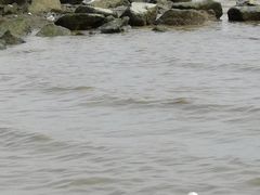 -深圳湾公园(南山区)