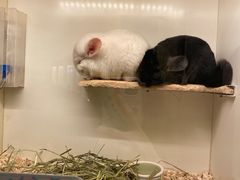 -龙猫仔乐园(惠福东路店)