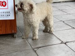 -河记肠粉店