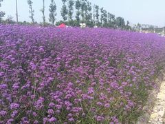 -紫颐香薰山谷景区