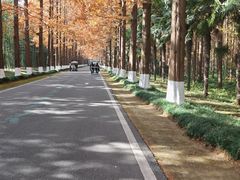 -黄海国家森林公园